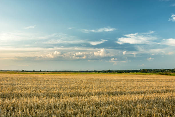 istock Field of barley and clouds on the sky 1165119379