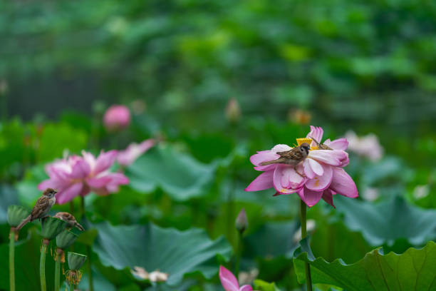 istock Lotus flower and birds 1165119970