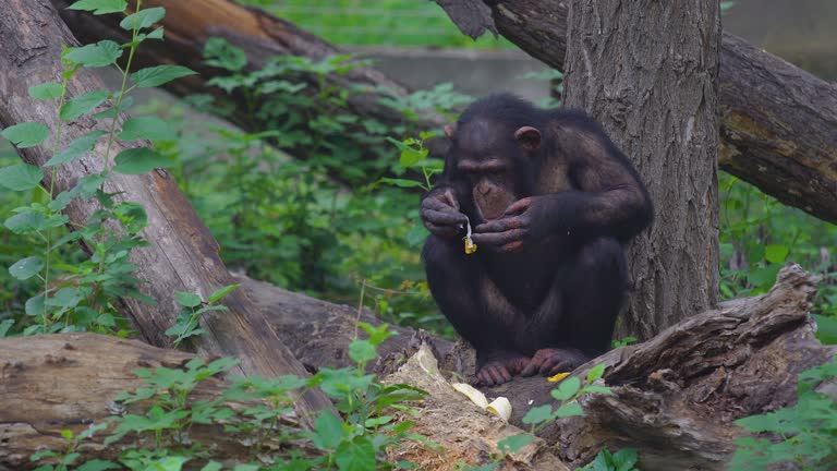 Chimpanzee eating banana in the wild