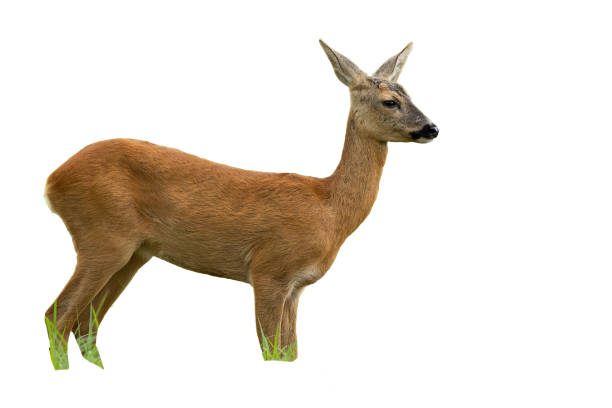 istock Roe deer doe in summer standing and looking away isolated on white background 1165121177