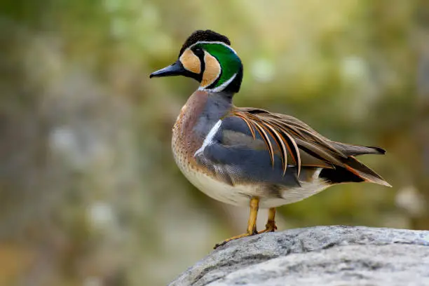 Baikal teal duck (Sibirionetta formosa), also called the bimaculate duck or squawk duck, is a dabbling duck that breeds in eastern Russia and winters in East Asia.