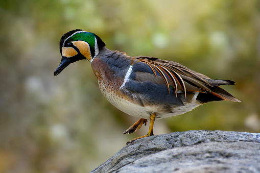 Baikal teal duck (Sibirionetta formosa), also called the bimaculate duck or squawk duck, is a dabbling duck that breeds in eastern Russia and winters in East Asia.