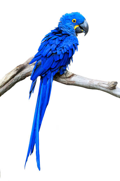 Hyacinth Macaw (Anodorhynchus hyacinthinus) on branch, isolated on white background