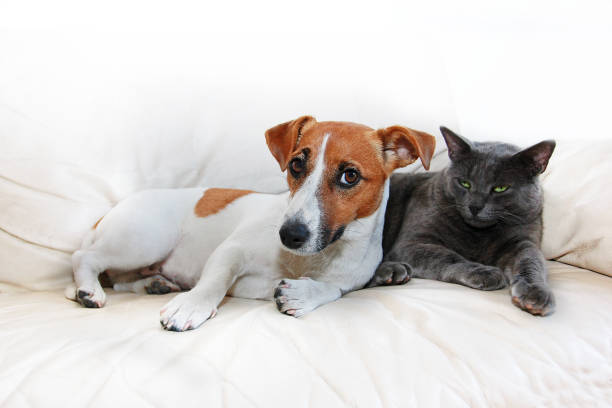 istock dog jack russell terrier and gray cat sit on a white sofa after pranks guilty, on a white background 1165122534