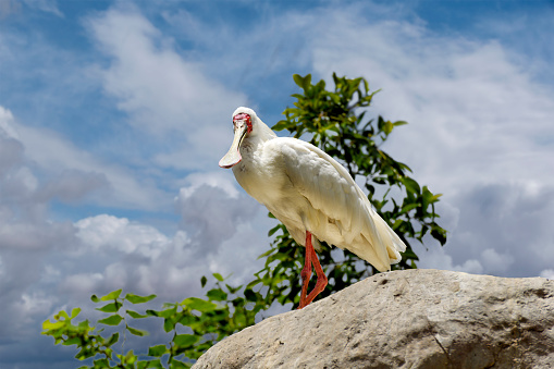 Photo of a sacred ibis bird by the Naivasha Lake in Kenya.