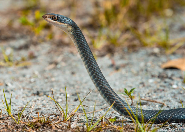 istock Black Racer Snake in the Sand 1165123238