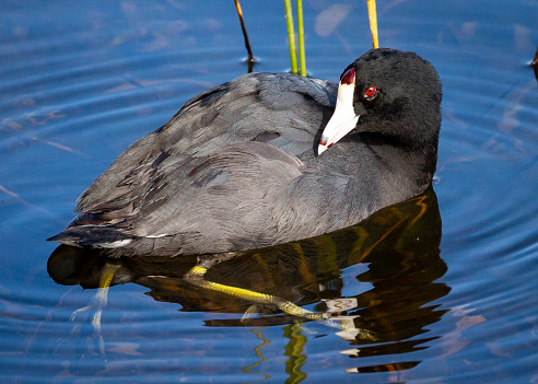 A portrait of a Coot in the water