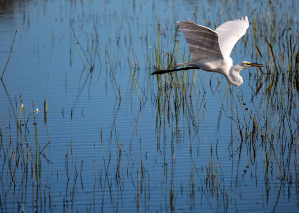 florida wildlife bird in flight in the everglades - egret water bird wildlife nature stock-fotos und bilder