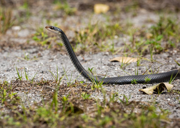 istock Black Racer Snake Raising Up High 1165123801