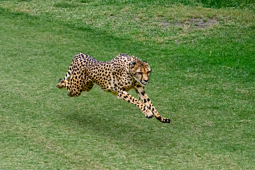 The cheetah (Acinonyx jubatus) is a large-sized feline (family Felidae, subfamily Felinae) inhabiting most of Africa and parts of the Middle East. It is the only extant member of the genus Acinonyx. The cheetah can run faster than any other land animal. Masai Mara National Reserve, Kenya. Sitting on a termite mound.