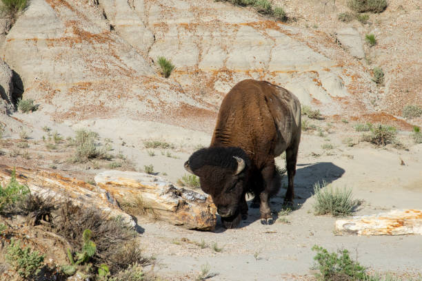 bufala nelle badlands del dakota del nord - american bison north dakota theodore roosevelt national park badlands foto e immagini stock