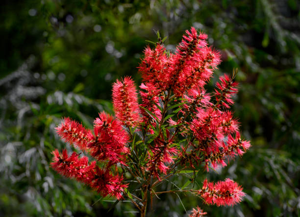 istock Red bottle brush flower (Callistemon) closeup on green backgrund 1165124132