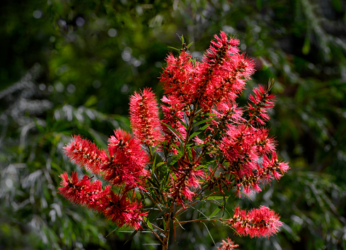 Red bottle brush flower (Callistemon) closeup on green backgrund