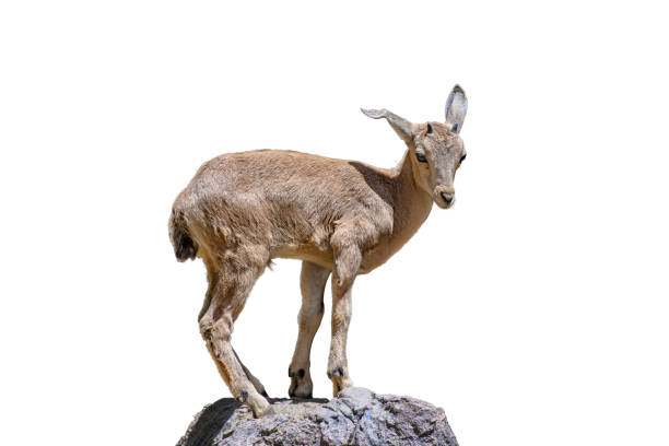 istock Small African antelope standing on rock isolated on white background 1165124227