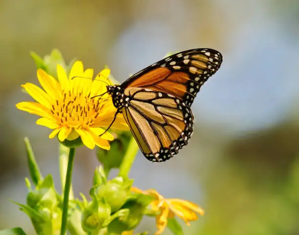 A monarch butterfly enjoying the nectar of a flower.