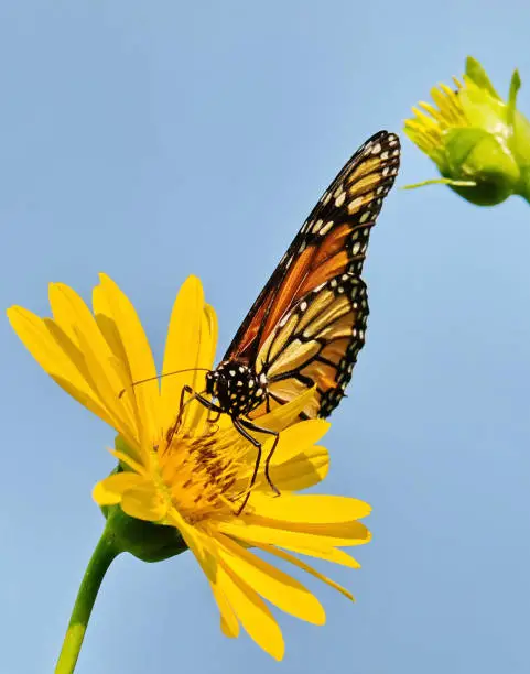 A monarch butterfly enjoying the nectar of a flower.