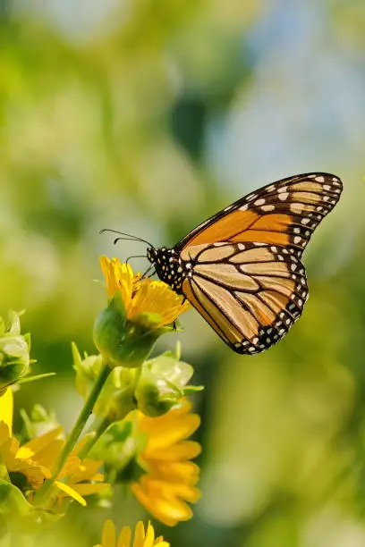 A monarch butterfly enjoying the nectar of a flower.