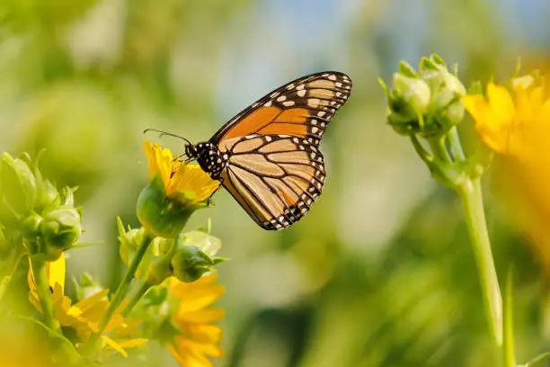 A monarch butterfly enjoying the nectar of a flower.