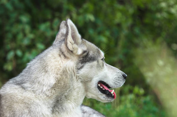 istock Portrait of a Malamute in profile 1165124513