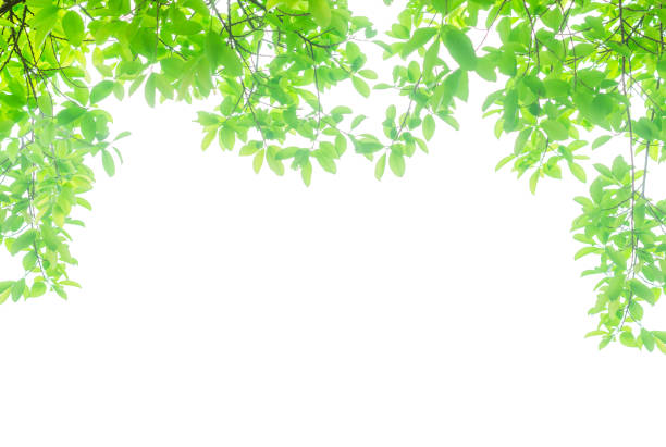 istock green leaves isolated white background with clipping path. nature frame for decoration design. 1165124803