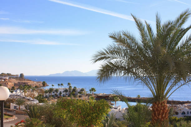 istock Beach and palm tree view in Egypt, Sharm al-Sheikh 1165125664