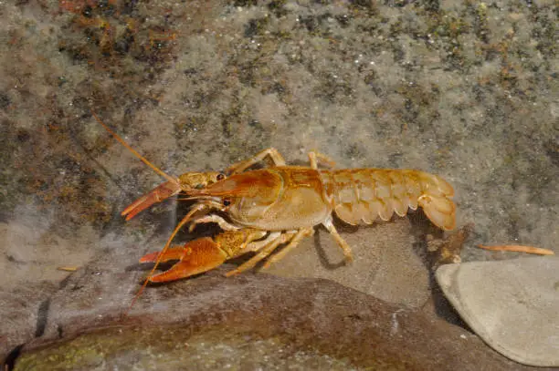 Photo of White-clawed Crayfish (Austropotamobius pallipes)