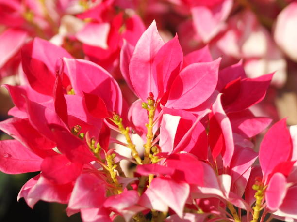 istock red leaves in garden nature background 1165126852