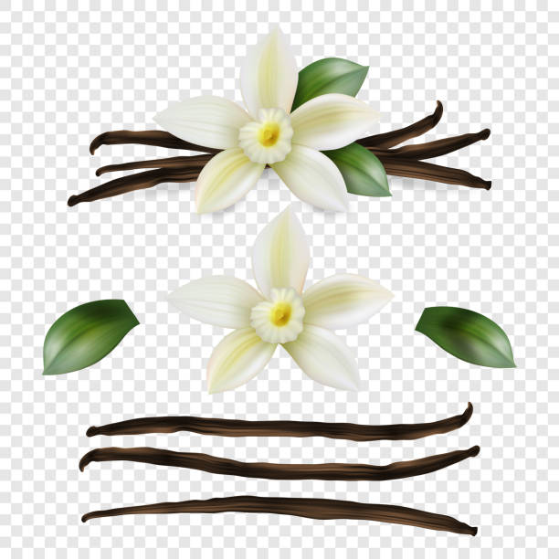illustrations, cliparts, dessins animés et icônes de vector 3d realistic sweet scented fresh vanilla flower with dried seed pods and leaves set closeup isolated on transparent background. saveur distinctive, concept culinaire. vue avant - vanille épice