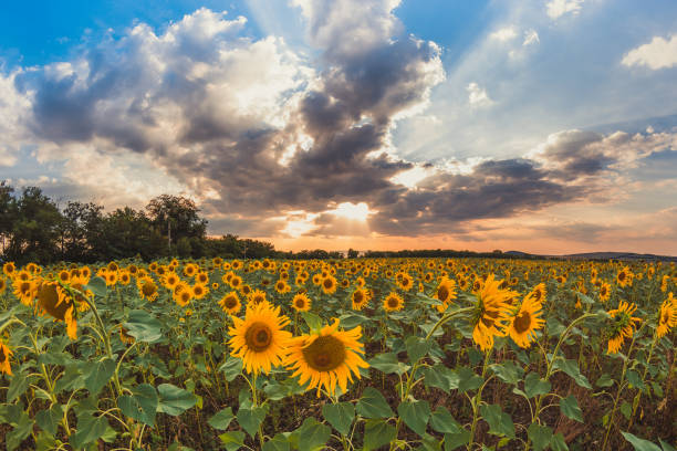 istock Field with sunflowers on the background 1165127264