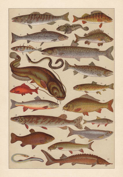 ilustraciones, imágenes clip art, dibujos animados e iconos de stock de pescado de agua dulce, cromolitógrafo, publicado en 1896 - speckled trout illustrations