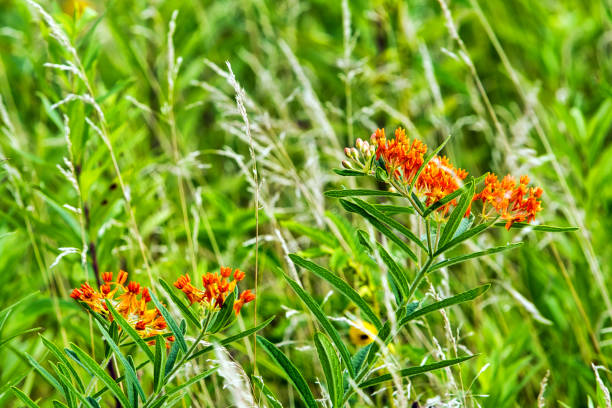 istock Butterfly Milkweed 0655 1165128469