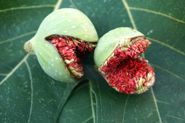 Two prematurely ripened wild figs, cracked, on the figs leaves