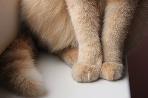 A beautifull gray Scottish Fold is lying down relaxed on a couch / chaise longue in the living room. She's relaxing near a large window, where soft natural light enters the home's interior. Focus is on her paws.