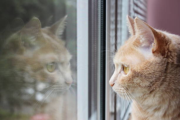 istock Red cat looking out the window and his reflection in the glass 1165129879