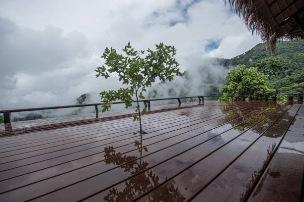 istock Young maple tree sapling grow prenetrate into the terrace floor for conservation area 1165130048