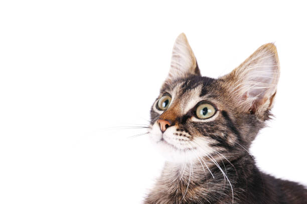 istock 3 months old tabby kitten with funny fur stains. 1165130437