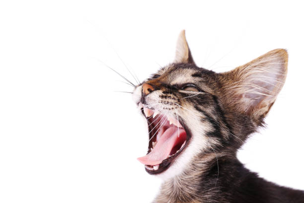 istock 3 months old tabby kitten with funny fur stains. 1165130453