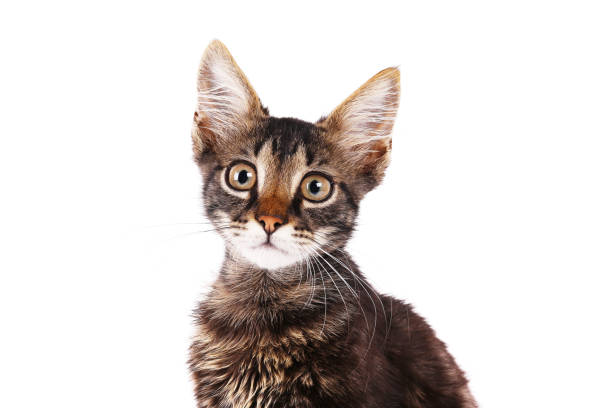 istock 3 months old tabby kitten with funny fur stains. 1165130457