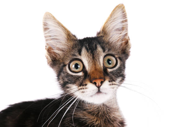istock 3 months old tabby kitten with funny fur stains. 1165130461