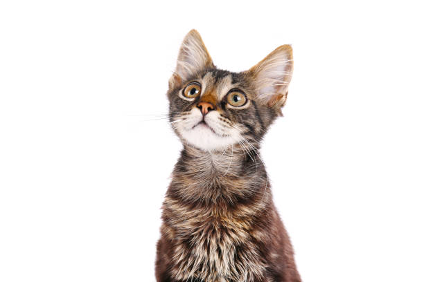 istock 3 months old tabby kitten with funny fur stains. 1165130464