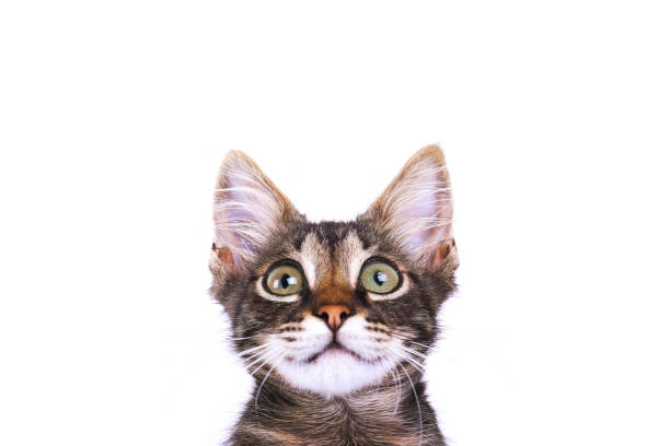 istock 3 months old tabby kitten with funny fur stains. 1165130466