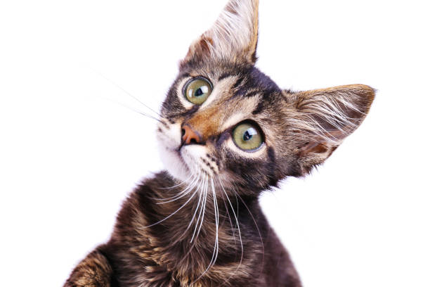 istock 3 months old tabby kitten with funny fur stains. 1165130512