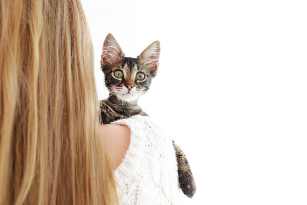 istock 3 months old tabby kitten with funny fur stains. 1165130513