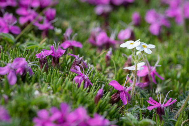 istock Closeup of various alpine flowers (Androsace chamaejasme and Silene acaulis) 1165130795