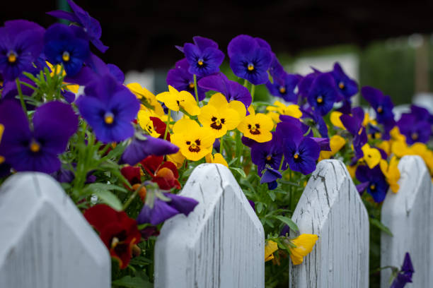Closeup of garden pansies (Viola wittrockiana) in a flower pot