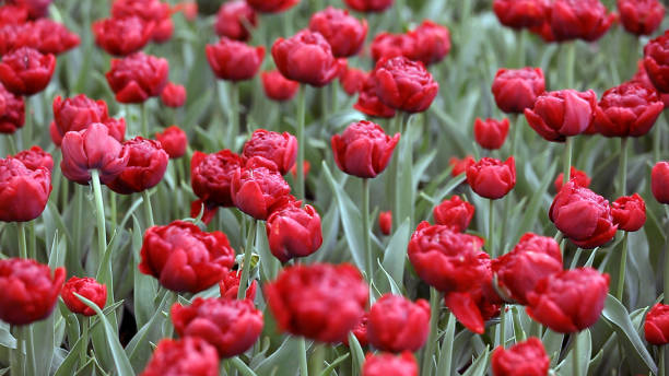istock Tulip and flower fields in Holland 1165131614