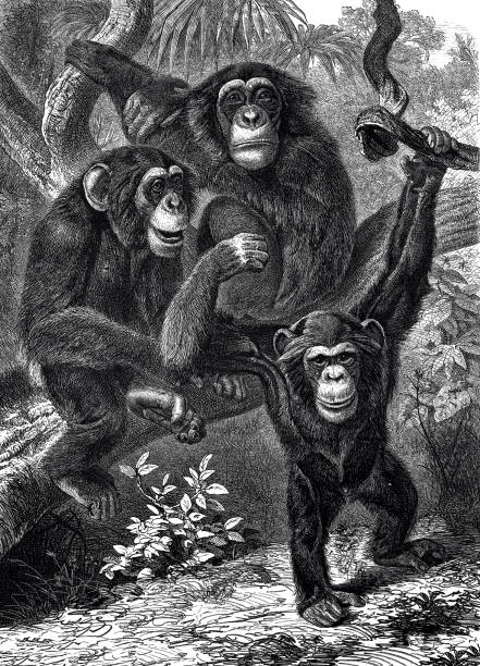 ジャングルのチンパンジー - チンパンジー点のイラスト素材／クリップアート素材／マンガ素材／アイコン素材