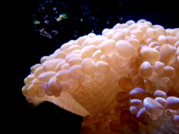 Colony of a green Favia coral.