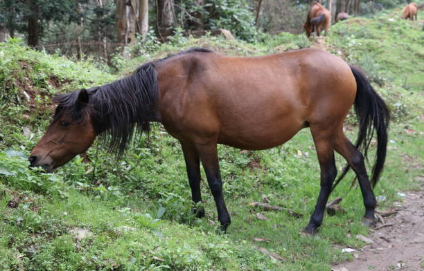 istock Horse in the field 1165137788