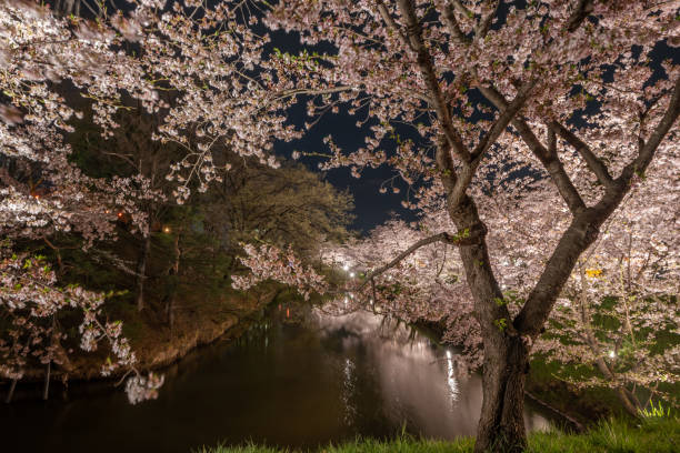 istock Night view of  full bloom Cherry blossoms in Nagano 1165138646